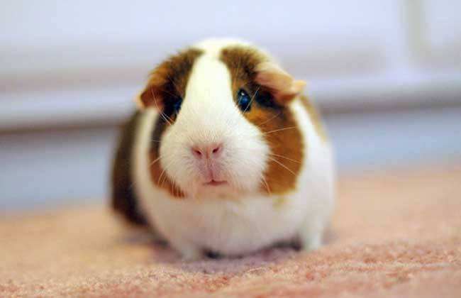 哪些宠物鼠聪明好养得可爱,什么样的宠物鼠最可爱