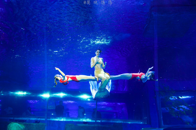 海洋极地海洋世界攻略,正佳极地海洋世界白鲸海象