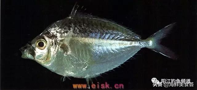 中国本土最便宜的鱼10种,哪些鱼档次又高又便宜