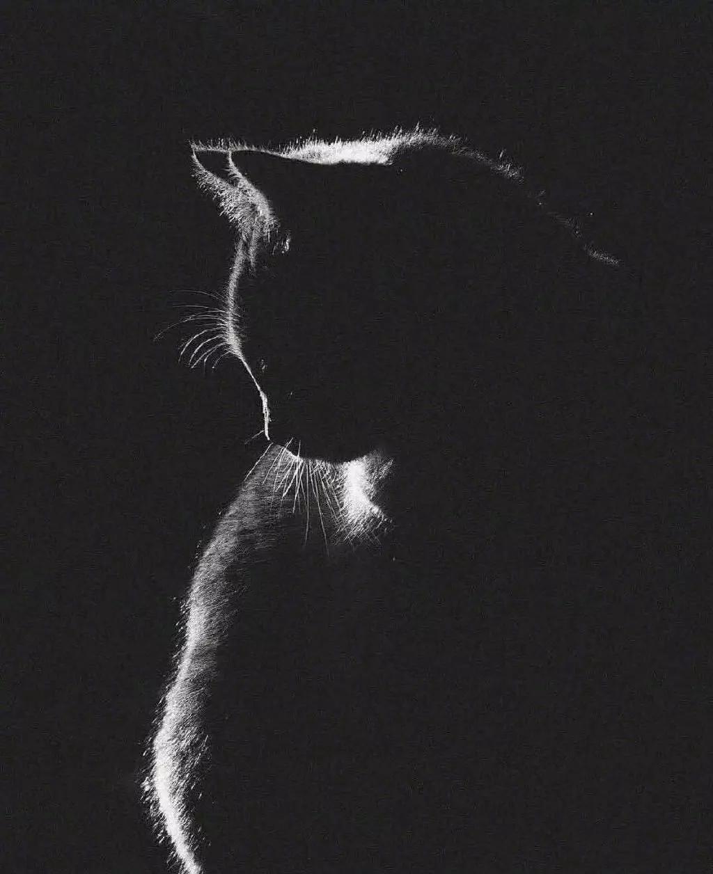 睡觉感觉有猫踩被子,为什么睡觉的时候猫会来回踩我