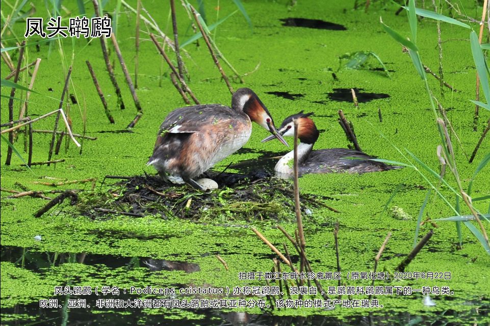 榻愰綈鍝堝皵瀚╂睙涓滄按鐝嶇鍏洯,榻愰綈鍝堝皵瀚╂睙涓滄按鐝嶇婀垮湴鍏洯