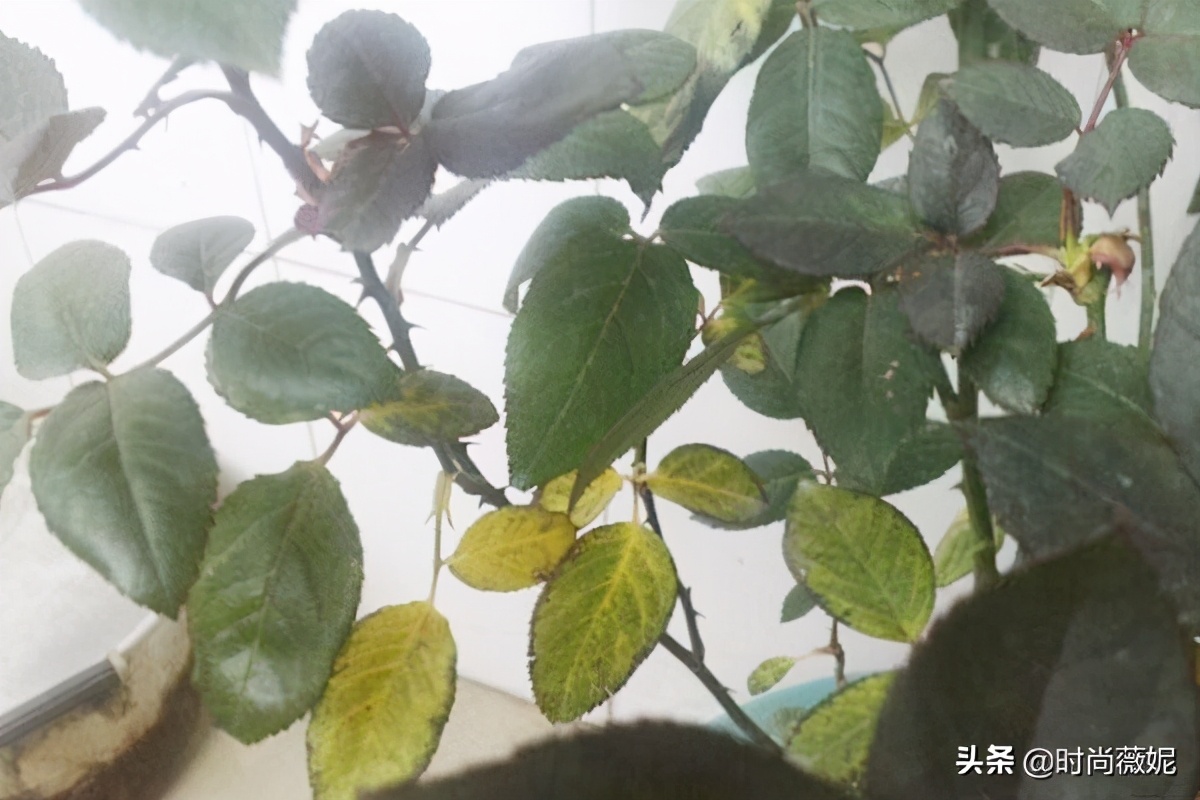 玫瑰叶子发黄是什么原因,玫瑰叶子发黄怎么回事