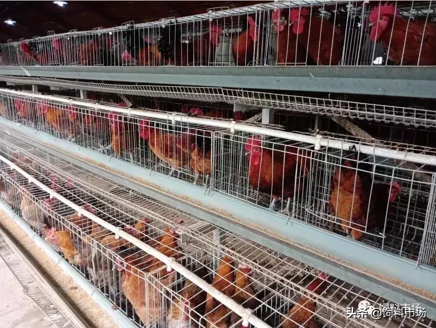 山东临沂牧原农牧有限公司,山东临沂大力发展智慧农业