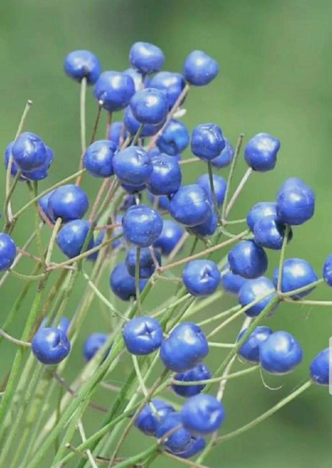 神秘变色花：一下雨就隐形又透明，芳踪难觅！和你捉迷藏的美人花