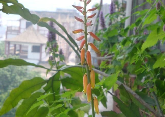 芦荟养护用什么肥料好,芦荟要开花了上什么肥料好