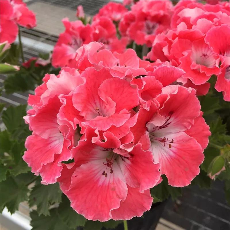 10种天竺葵,天竺葵100种图片大全