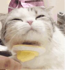 面对宠物的离去我们能做什么,怎么面对宠物离去的悲伤