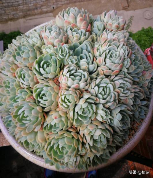 冰梅的养殖方法,冰梅怎么爆盆