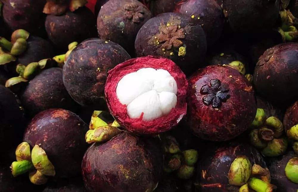 山竹哪个品种好高产,山竹高产怎样修剪