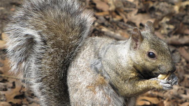 如何挑选一只亲人的魔王松鼠,新手养魔王松鼠好还是红腹松鼠