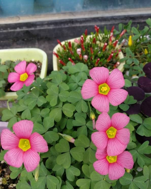 适于阳台种植的花种类,100种适合新手养的花庭院花卉