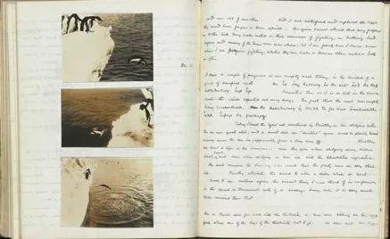 企鹅这些年把我们骗得好苦，它们根本不是什么好鹅，个个都是极品