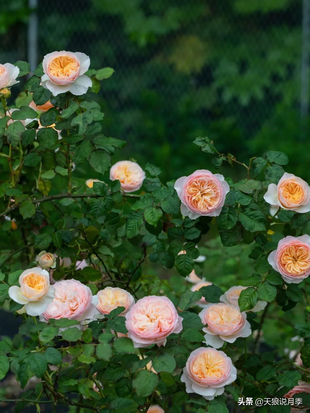 多久可以打造出一面月季花墙,月季花墙怎么养成