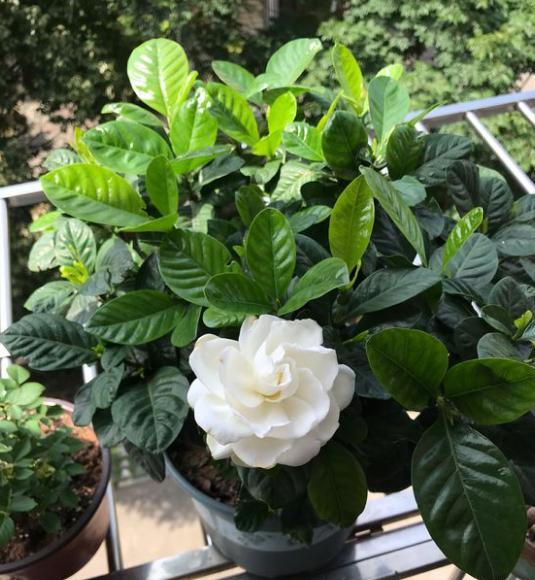 栀子花持续黄叶的原因及处理方法,栀子花黄叶的原因及其处理方法