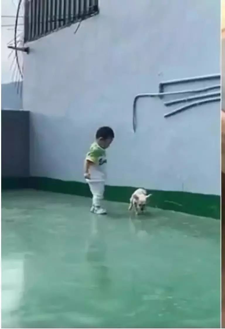 每天黏一起出现姐弟脸!约克夏撞脸小主人,连眯眯眼也同款