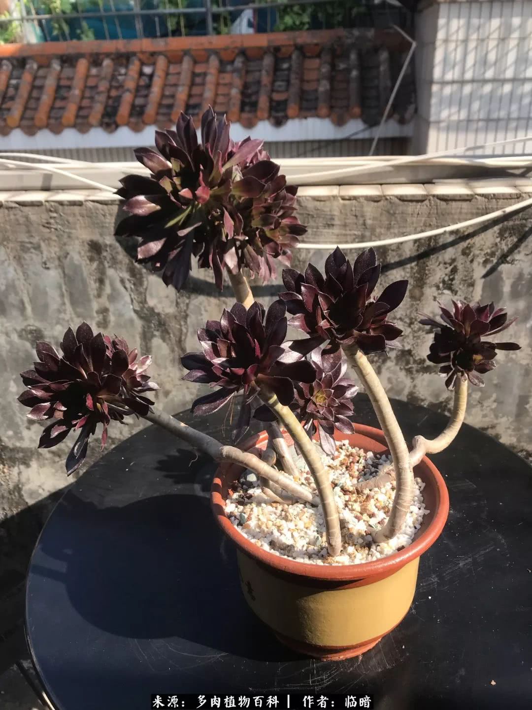 多肉带给我的感情,多肉给人们带什么作用