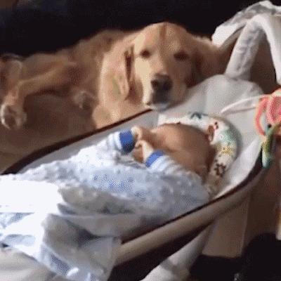 猫没有狗聪明是什么原因,猫聪明还是狗聪明智商排名