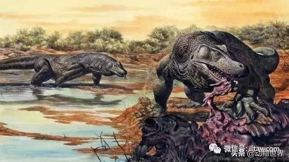 地球上的顶级掠食者,人类是地球上最顶级的掠食者