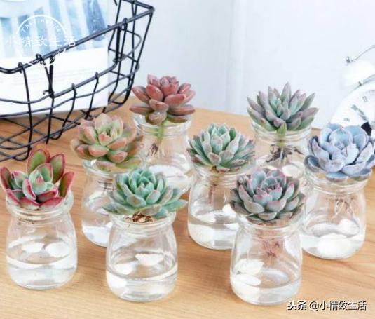 买来的植物没有根,买回多肉没根