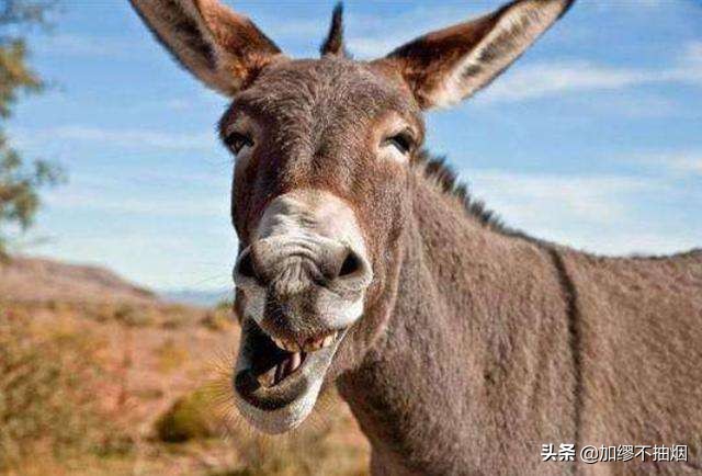 王小波的思维乐趣,王小波论读书