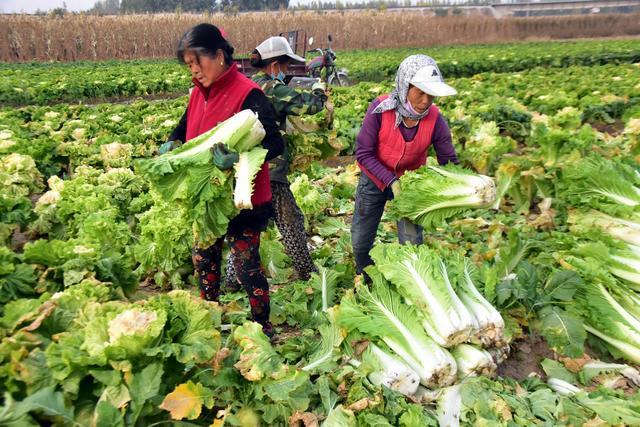中国飞天猪还没消停,韩国白菜售价暴涨!1棵35,泡菜没法淹了