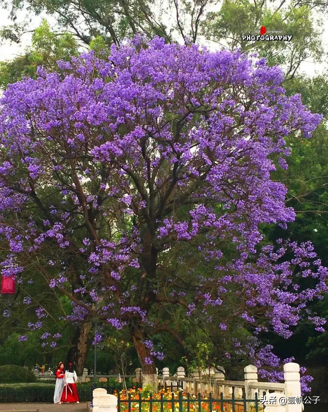 被大理的美景所折服,被丽江的风景美到了