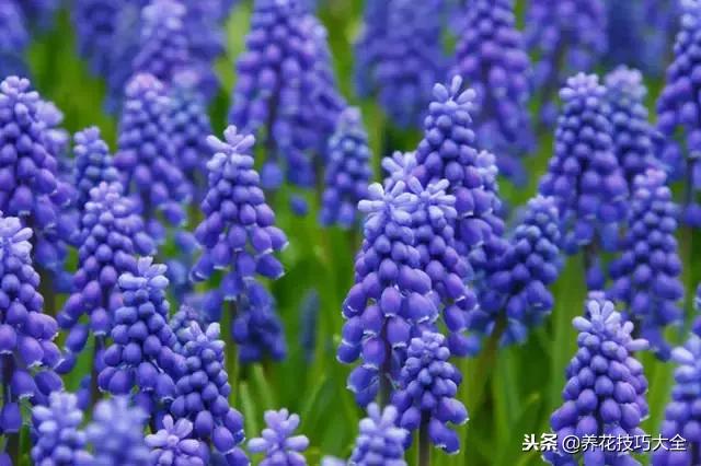 常见小区绿化100种植物图片,常见的水生植物有哪些种