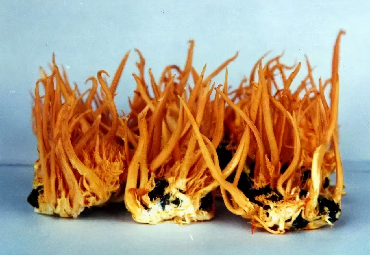 臻选虫草花蛹虫草,蛹虫草和虫草花是一样吗