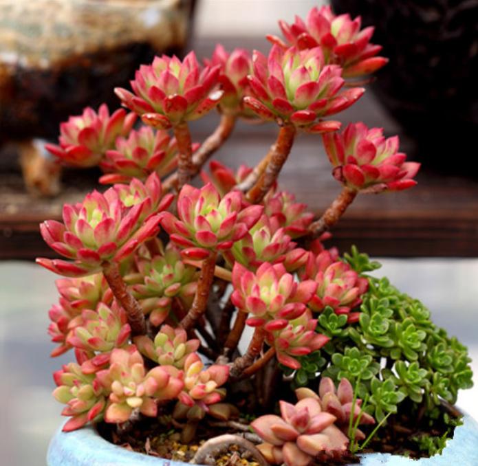 一棵多肉变老桩的整个过程，只需1年，就能养成