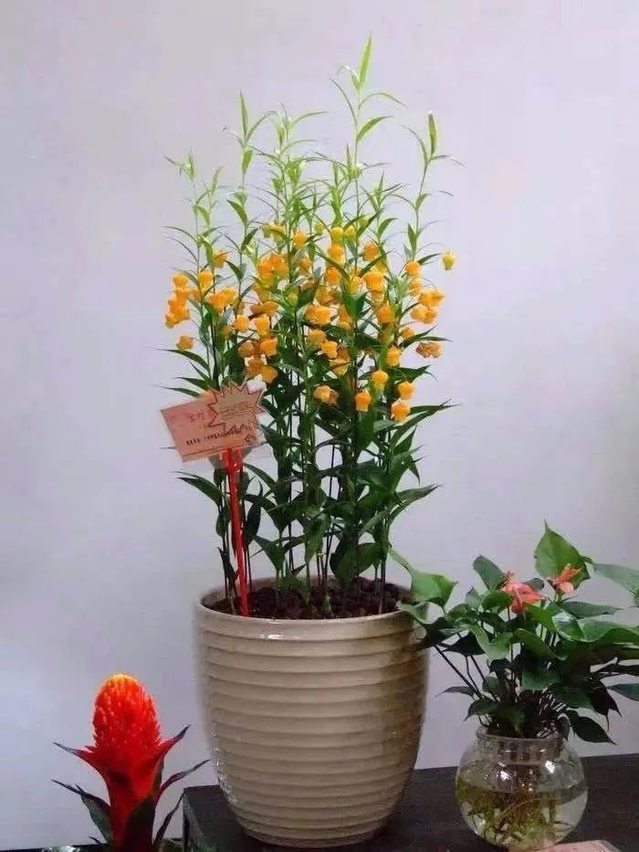 适合新手养的灯笼花,灯笼花用什么花盆栽最好