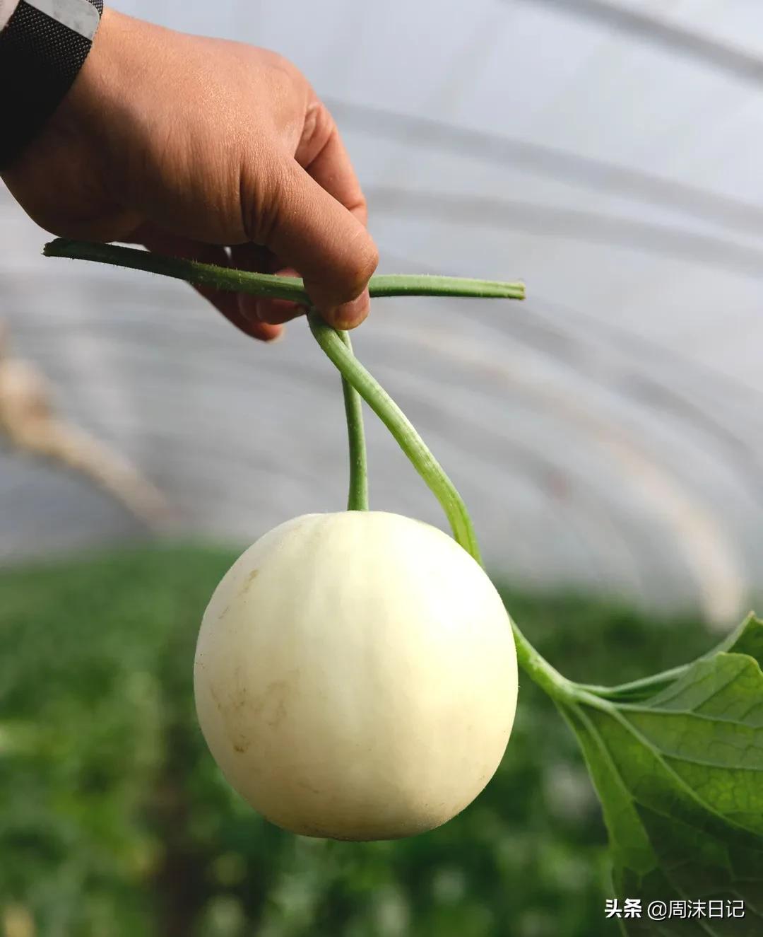 不甜不要钱!白玉甜瓜火了,脆嫩香甜多汁!全家老小都爱吃