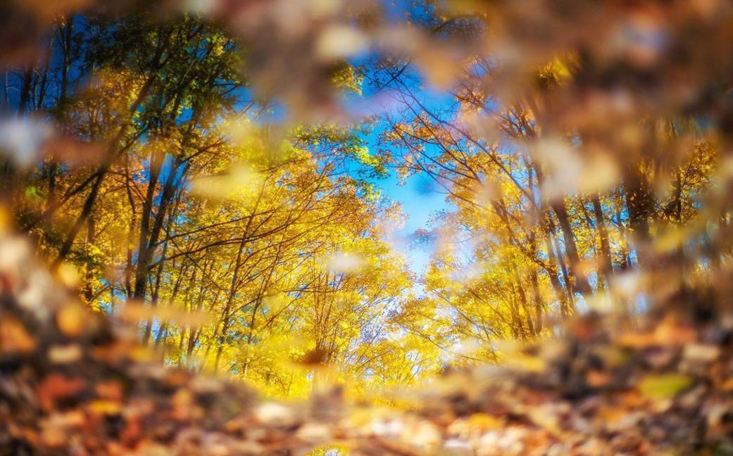 诗词吟诵《秋日》,秋日相思的古诗词