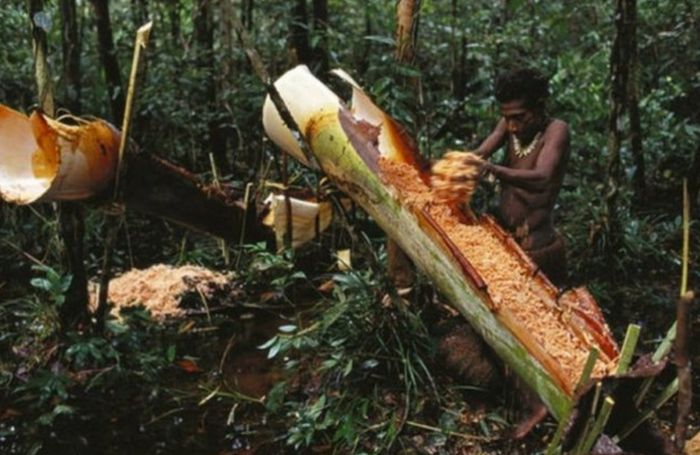 世界上淀粉最高的树，砍上一棵半年不用买米，最适合吃软饭的人