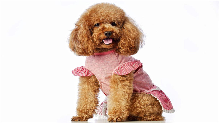 了解这几个知识，你会跟泰迪相处得更愉快