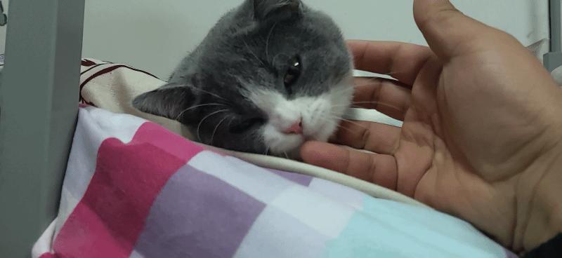 千万别在办公室养猫整天喵喵,别在宿舍养猫