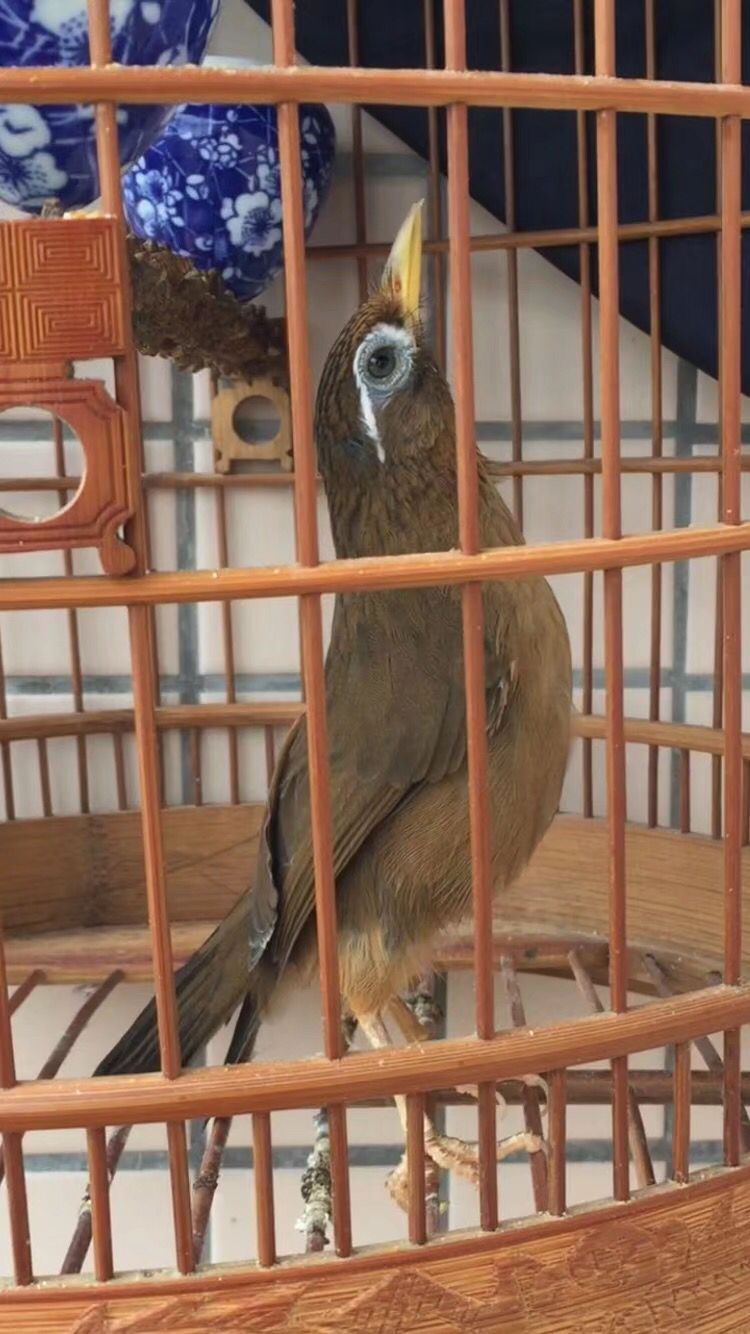 画眉鸟落性如何恢复,画眉鸟落性了要怎么办