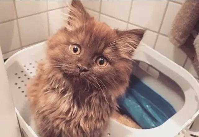 收养的猫特别像自己,领养的猫看着怎么像哈士奇呀