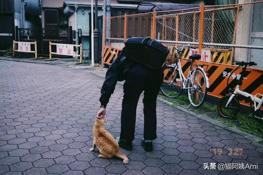 日本奈良喂小鹿时鞠躬砸到头,日本奈良神鹿公园游记