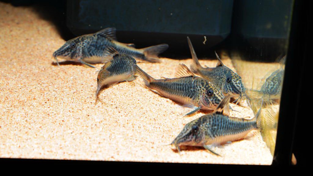 养鼠经验总结,鼠鱼的养殖方法和注意事项