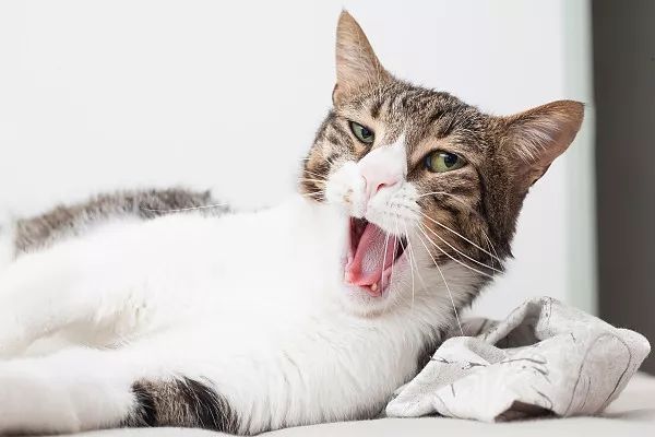 猫咪下巴脱臼,猫咪脱臼了治疗要多少钱