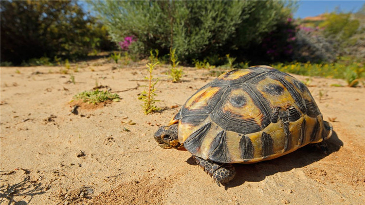 乌龟不吃东西有什么解决方法,乌龟不吃东西解决方法