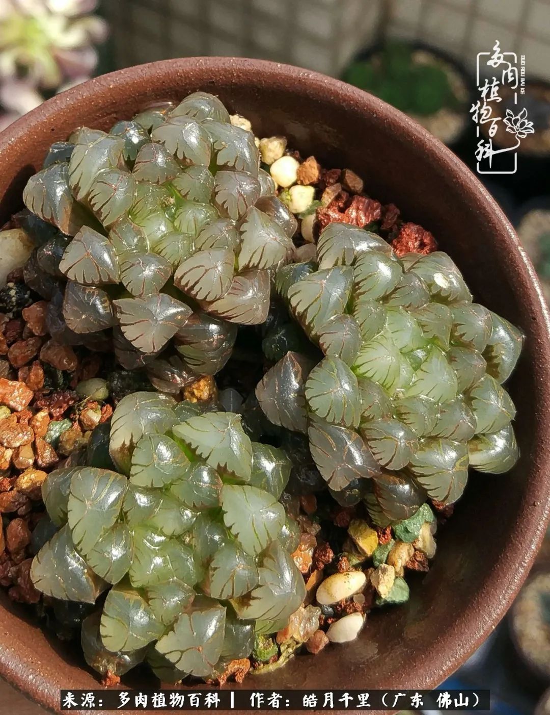 多肉娇气养不活多肉的10个秘密,养多肉是件很治愈的事情