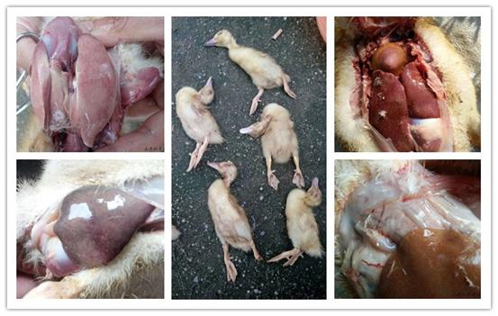 肉鸭花肝,肉鸭鸭肝肿大什么病