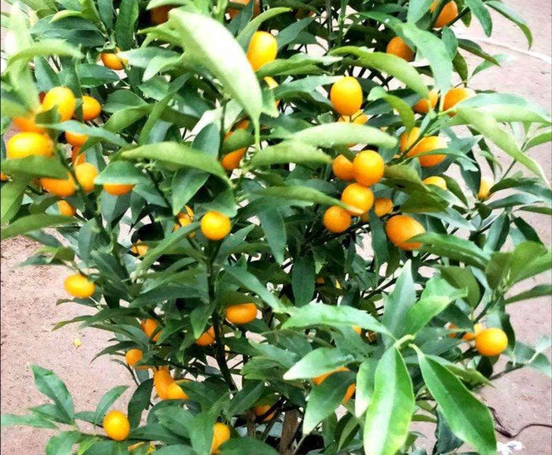 家庭养金桔施什么肥料,家庭养金桔的正确方法