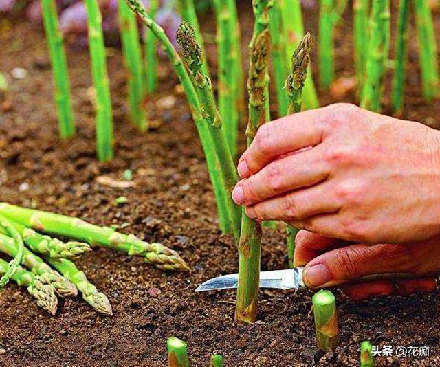 自己种的芦笋吃着就是香,想吃芦笋不用买自己动手就能种
