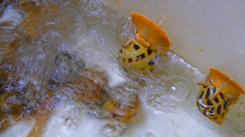 湛江遂溪角头沙旅游攻略,湛江江洪镇旅游攻略