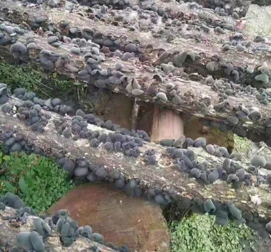 中国打造木耳之乡,中国木耳产地排行榜
