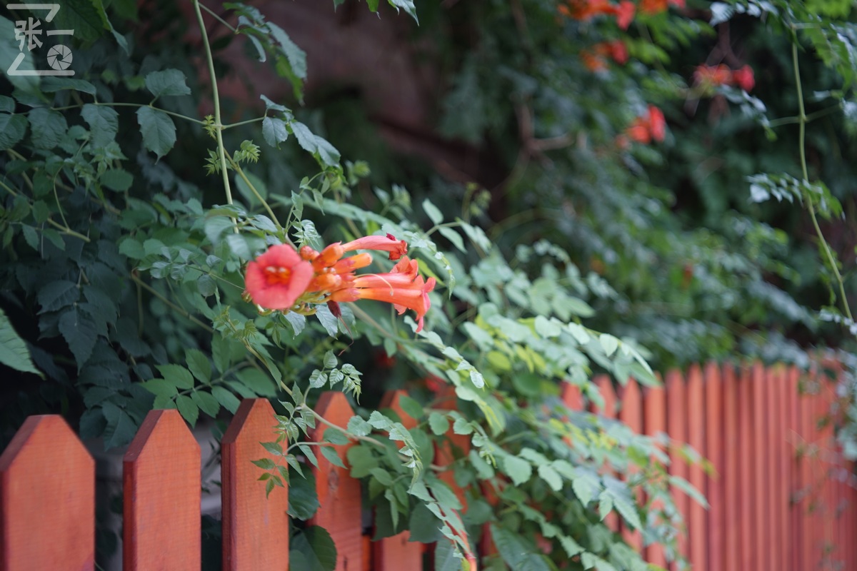 适合索尼a7m4的50定焦镜头测评,索尼a7m4镜头24-105f4测评