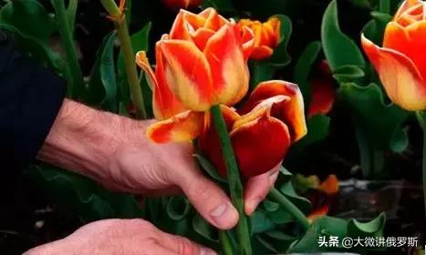 俄罗斯送礼物的禁忌,俄罗斯送礼物有什么传统