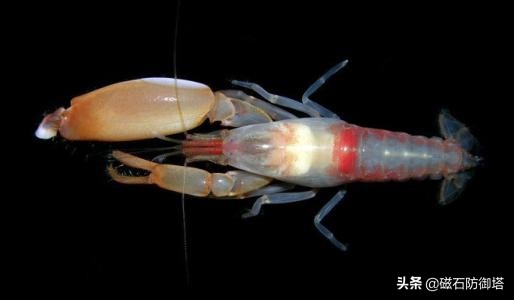 承受500度高温的虾,可以忍受几百度高温的虾